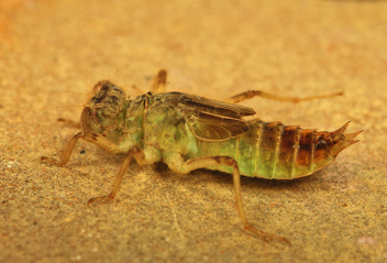 Libellula auripennis, nymph